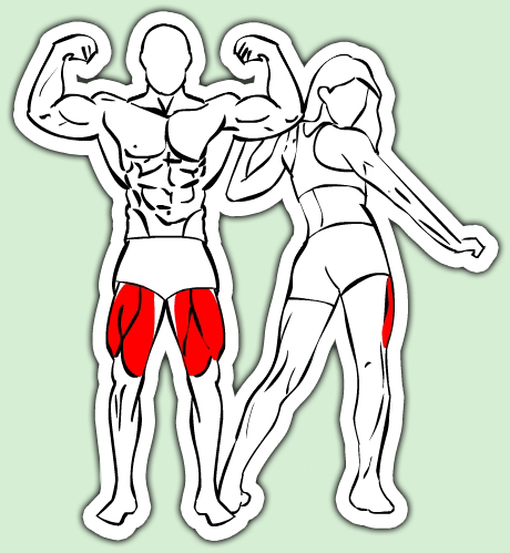 exercices pour les quadriceps
